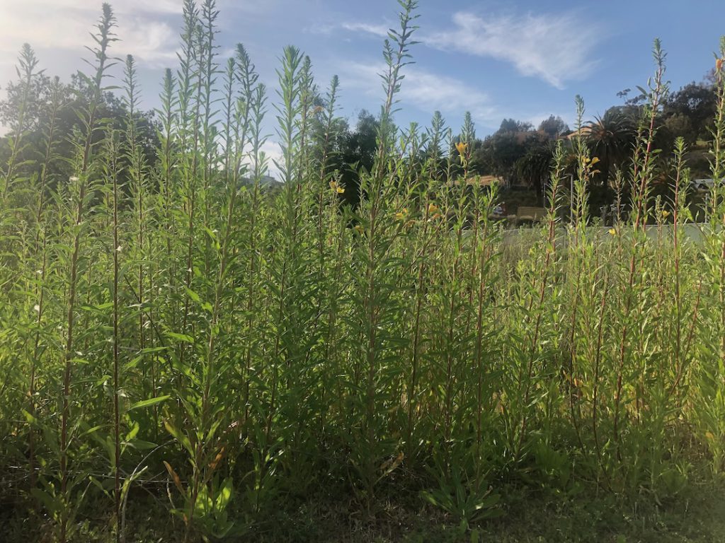 Photo of the monarch habitat at Los Angeles State Historic Park in May, 2025 (Photo: Liz Ohanesian)