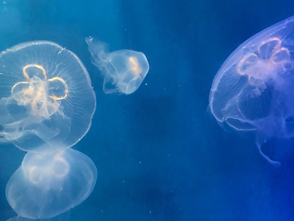jellies in the Heal the Bay Aquarium (Photo: Liz Ohanesian)